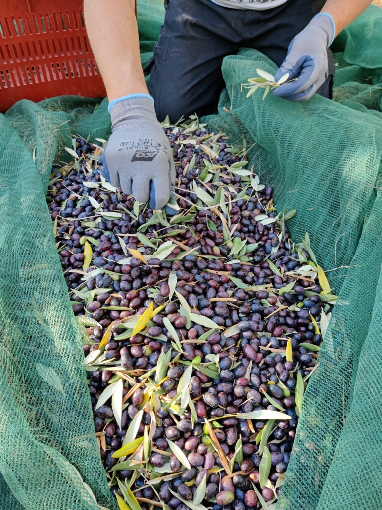 Controllo manuale delle olive